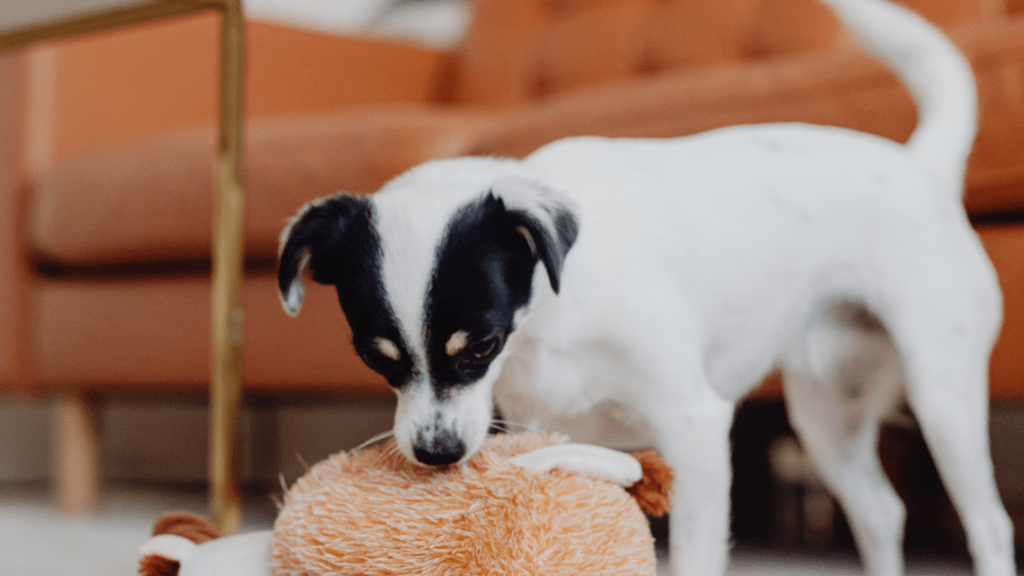 a small dog playing with a stuffed animal