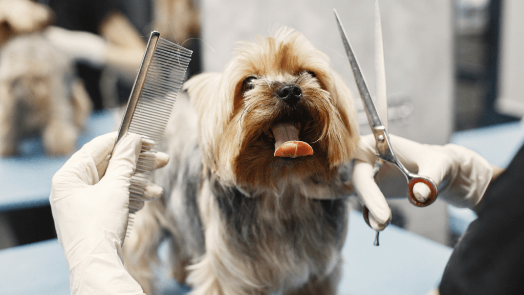 A person is cutting a dog's hair in a salon