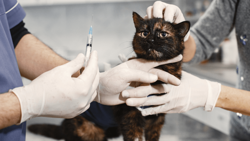 A veterinarian giving injection to a cat