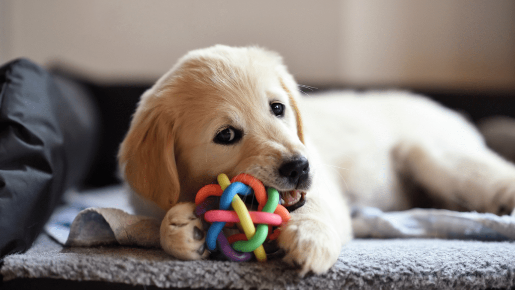 Best Chew Toys for Aggressive Chewers: Top-Rated Options for Durability and Safety