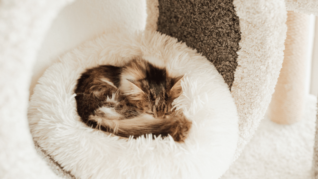 Ultimate Guide: Choosing the Best Bed for Your Pet