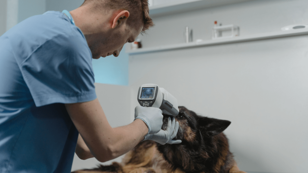 a vet examining a dog with an electronic device