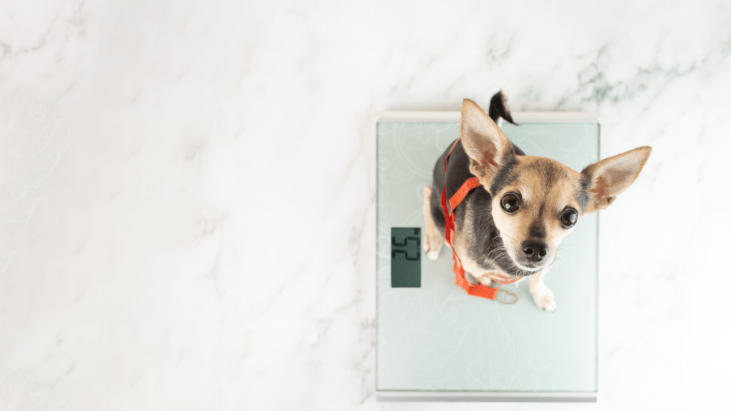 a small dog is standing on top of a scale