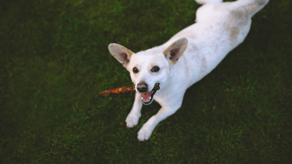 Eco-Friendly Pet Toys and Accessories You’ll Adore – A Guide to Sustainability