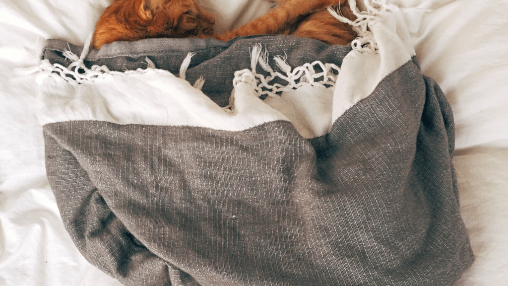 an orange cat sleeping on top of a white bed