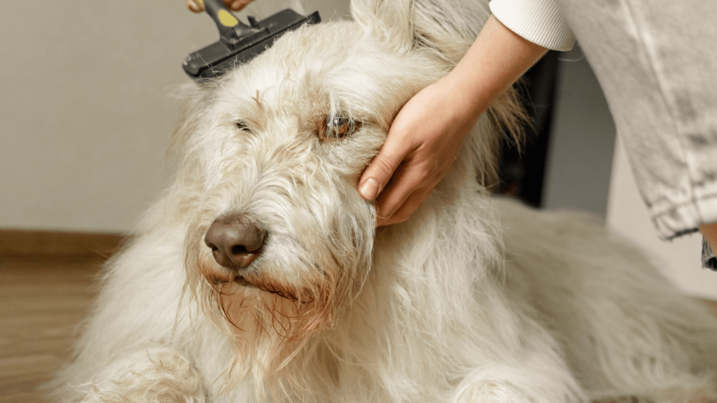 Essential Grooming Accessories for Happy & Healthy Pets