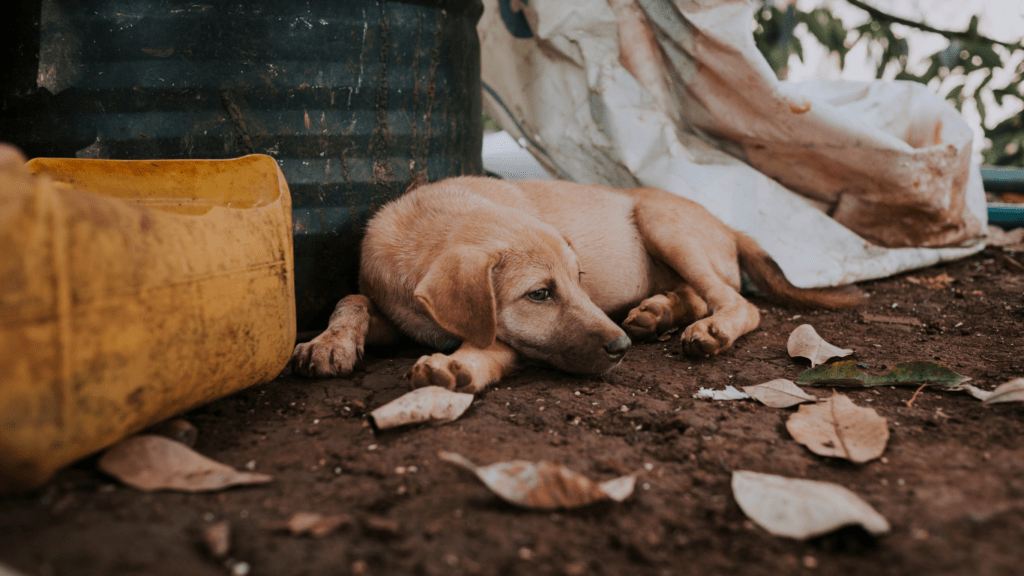 a dog laying on the ground