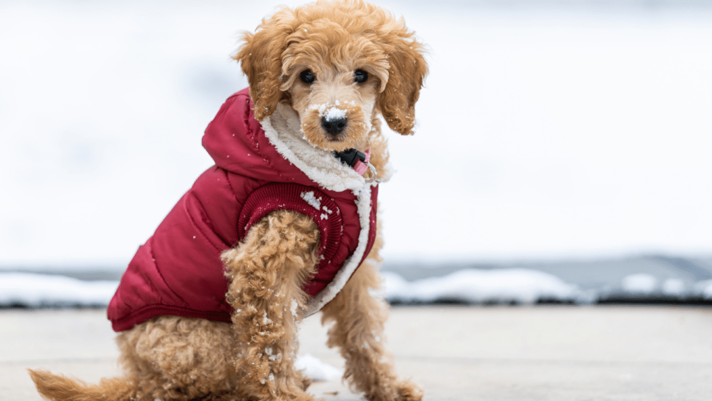 a small dog wearing a red jacket