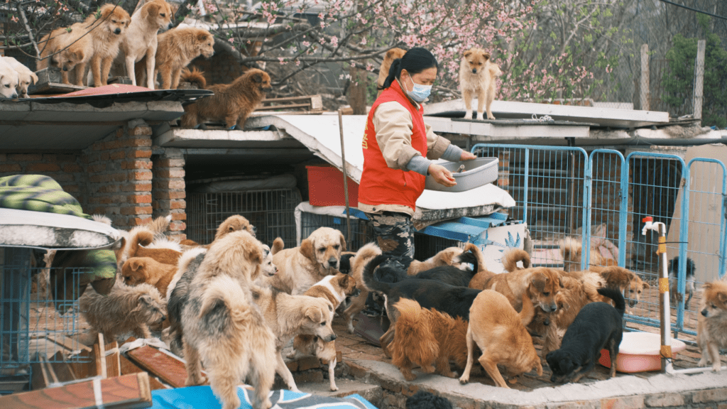 a person is feeding a dog in front of a house