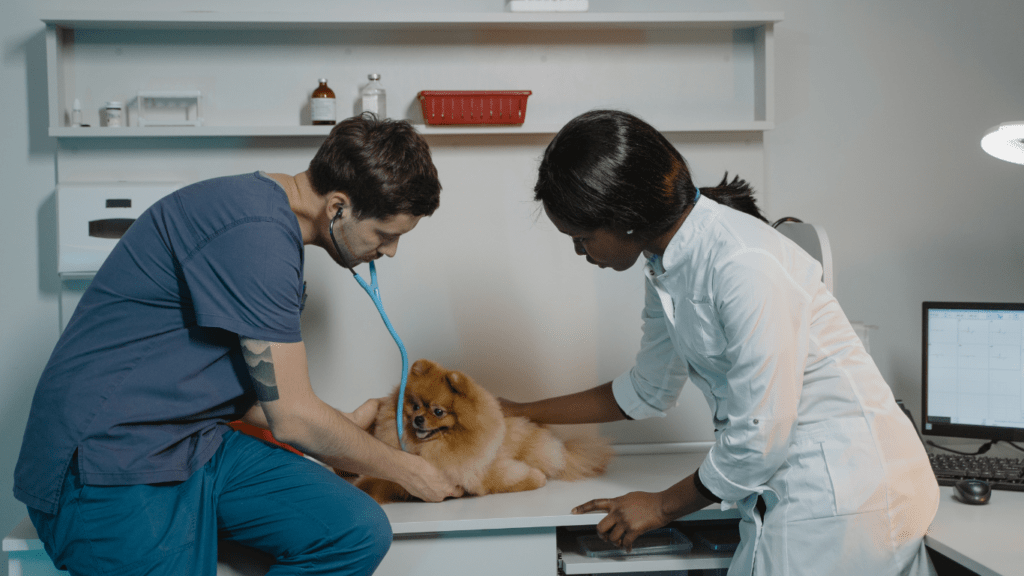 a vet examining a dog with a stethoscope