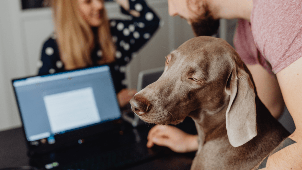 an image of a dog with a laptop