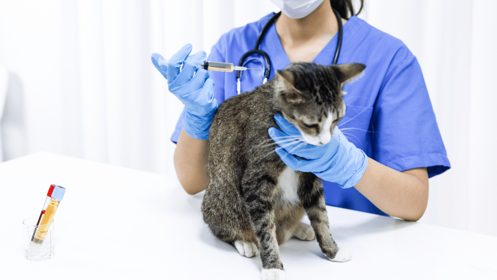 A veterinarian giving injection to a cat