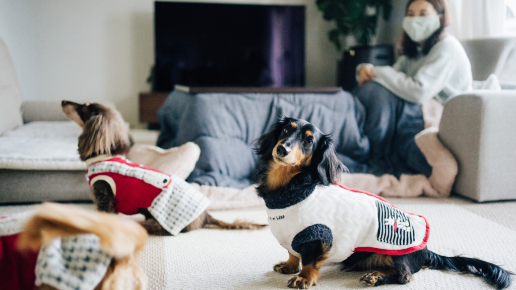 a dog wearing vests on the floor in a living room