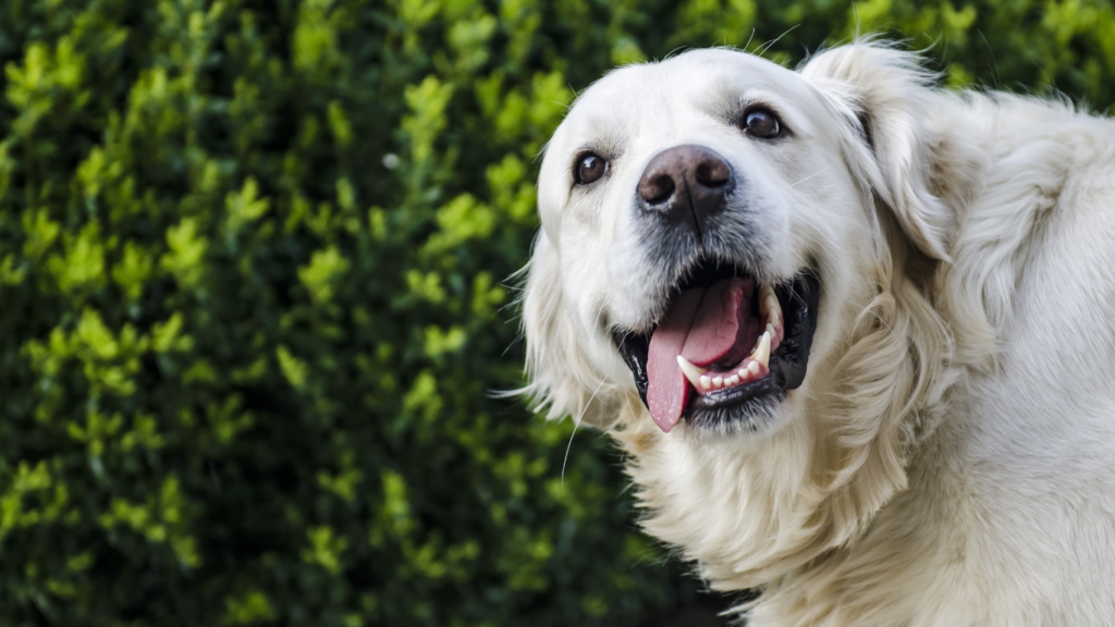 a picture of a smiling dog