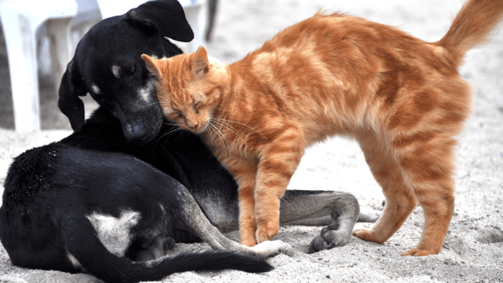 a dog and cat playing together