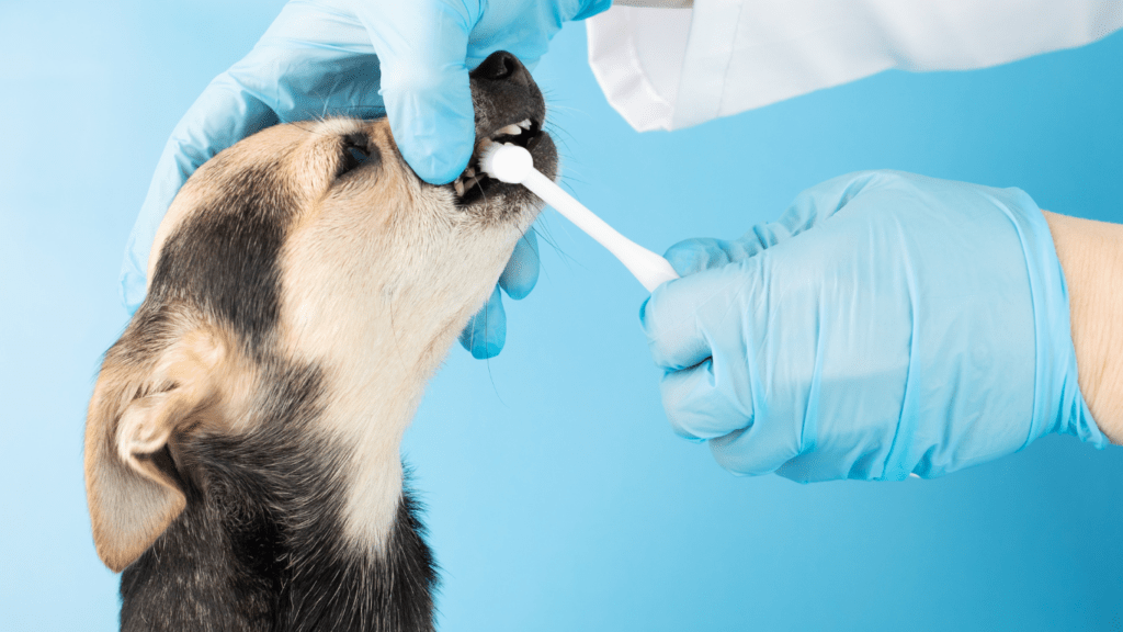 a person is brushing the teeth of a dog