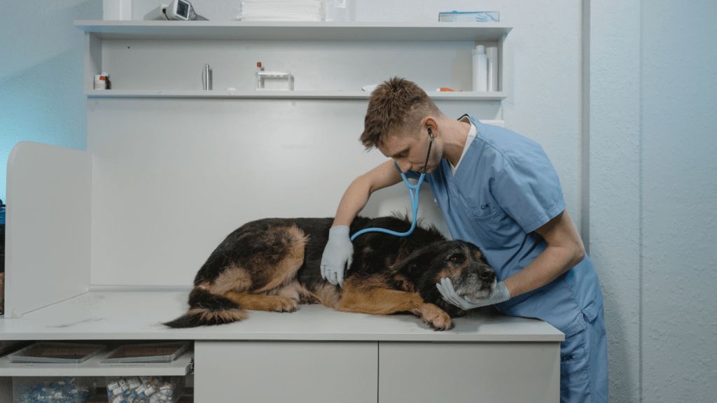 Top 10 Signs Your Pet Urgently Needs a Vet Visit