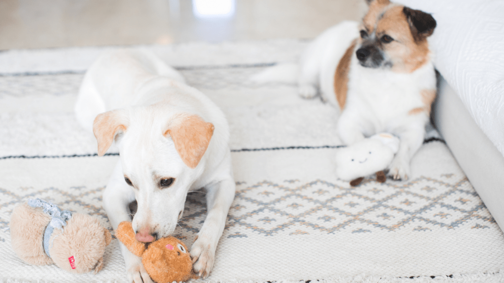 dogs playing with stuffed animals on a rug