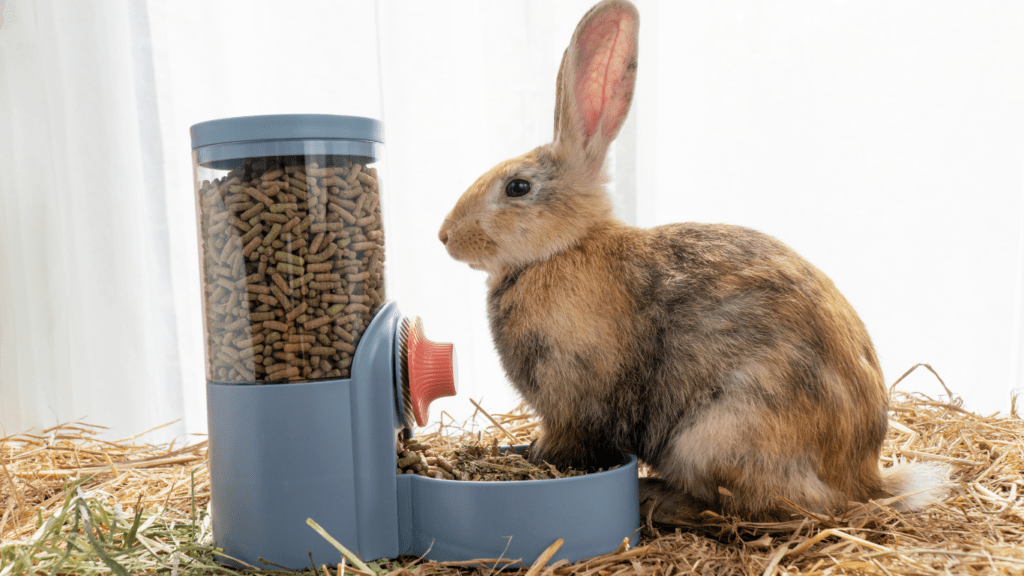 an image of a automatic pet feeder