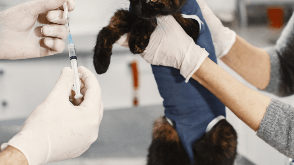 a pet being given an injection by a vet