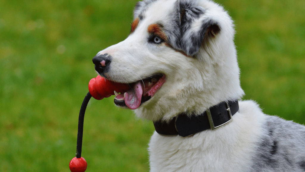 a dog with a red ball in its mouth