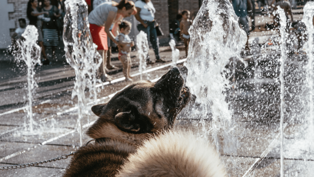 a animal is standing in front of water fountains