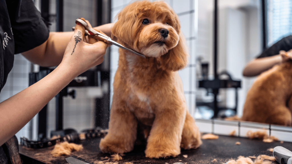 Revolutionize Pet Grooming: Top Tools for a Purr-fect Transformation