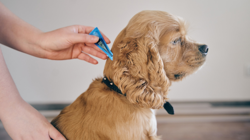 a dog being groomed by a person using an electric toothbrush