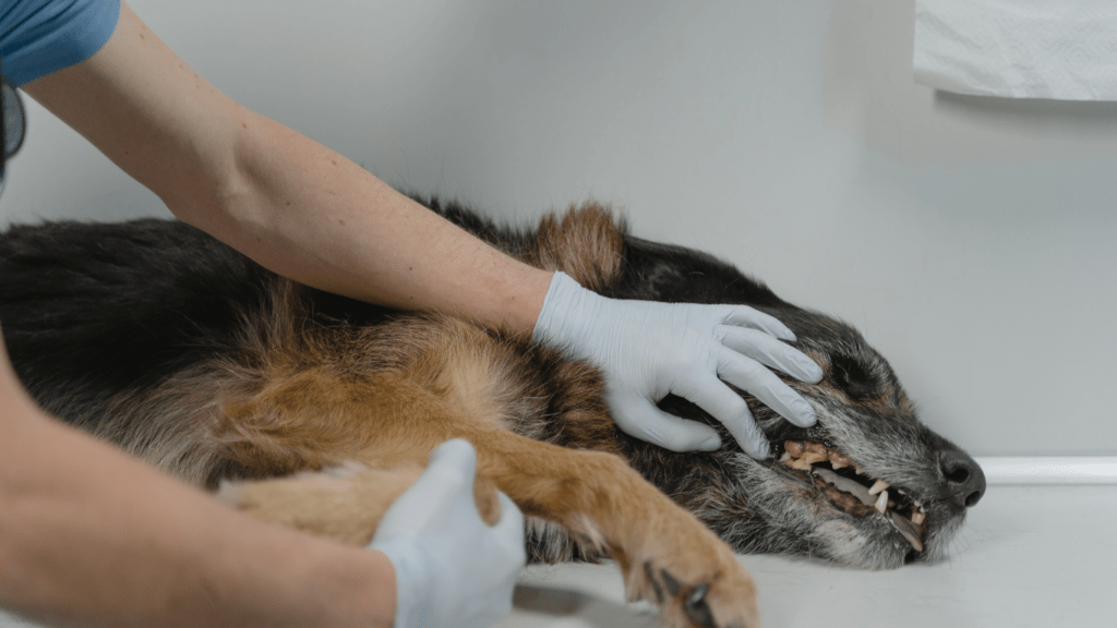 veterinarian examining a dog's teeth