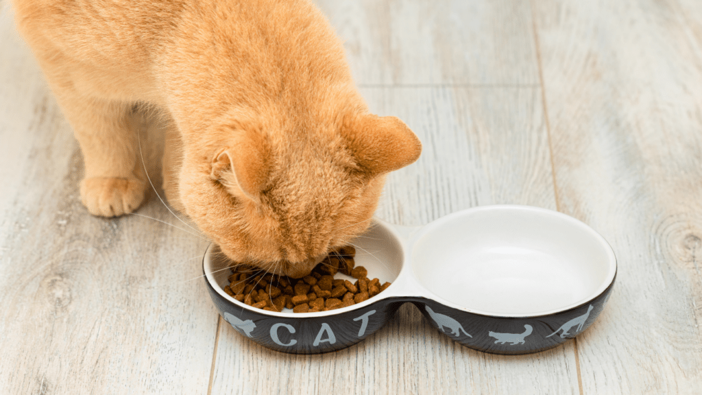 a cat eating from a bowl with food in it