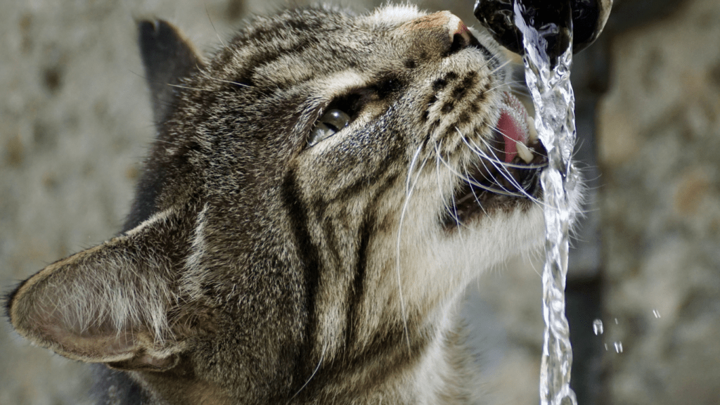 a animal is standing in front of water fountains