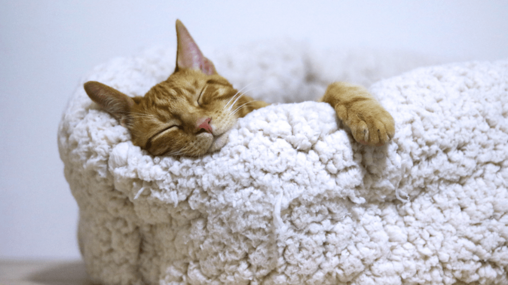 a cat curled up in a cat bed