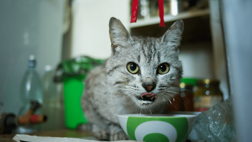 a cat eating from a bowl with food in it