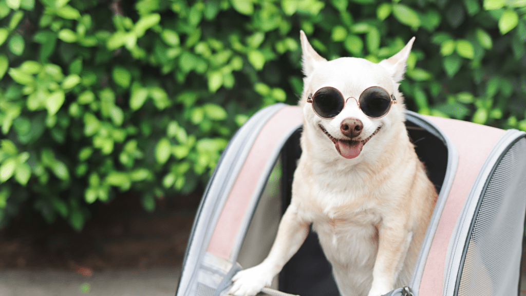 a chihuahua dog sitting in the back of a pet carrier