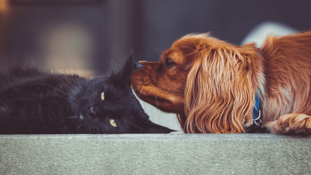 a dog and cat playing together