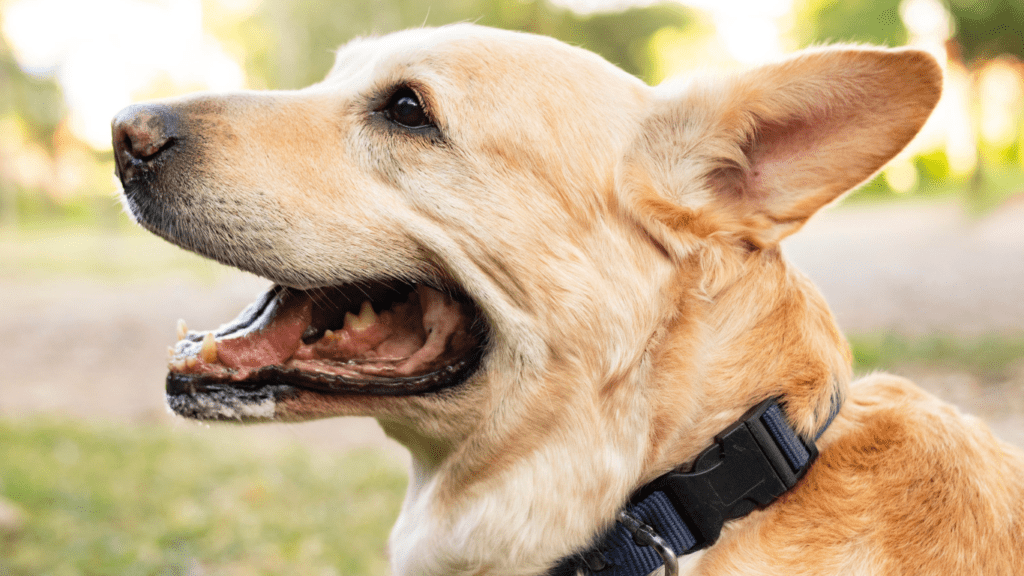 Unleash the Power of High-Tech Pet Collars: Must-Have Features for Pet Safety & Bonding