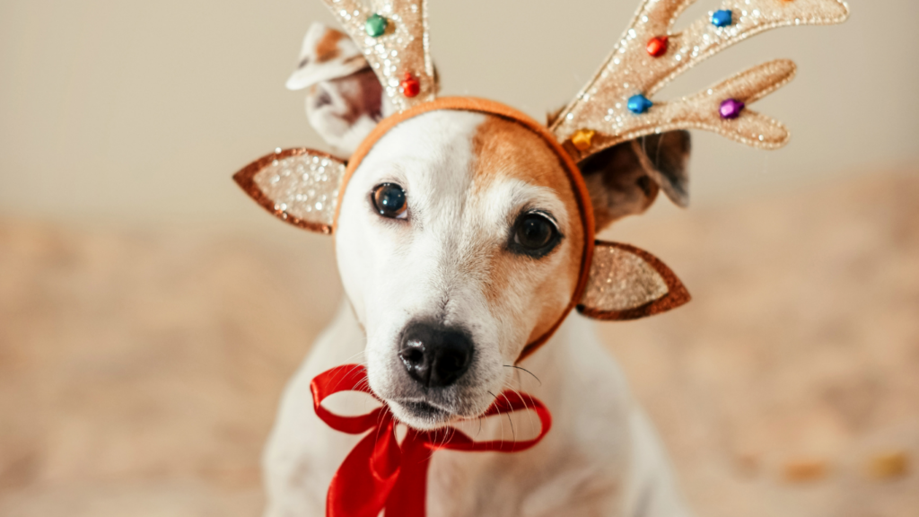 a dog wearing reindeer antlers laying on a bed