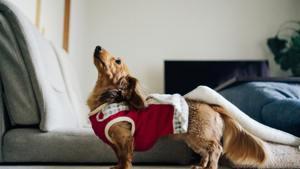 a dog wearing vests on the floor in a living room