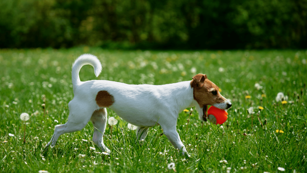 a dog with a red ball in its mouth