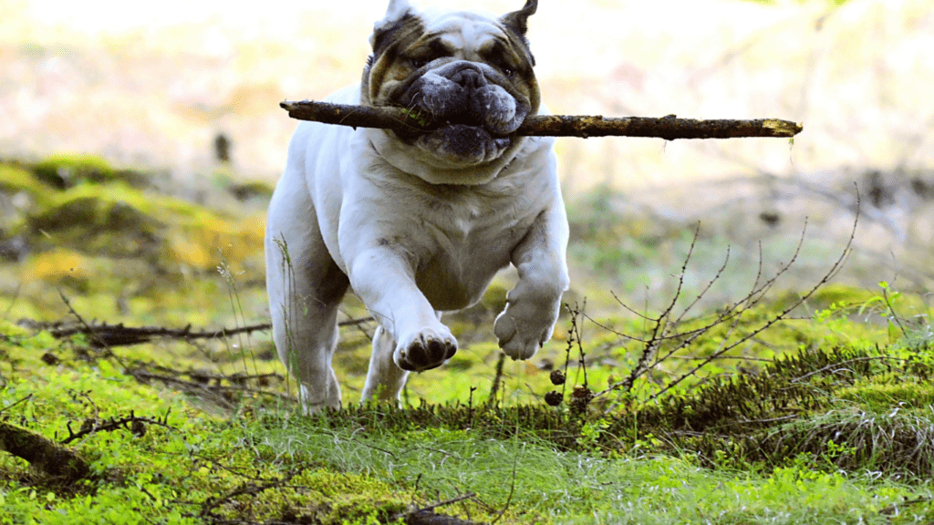 a dog with a stick in its mouth