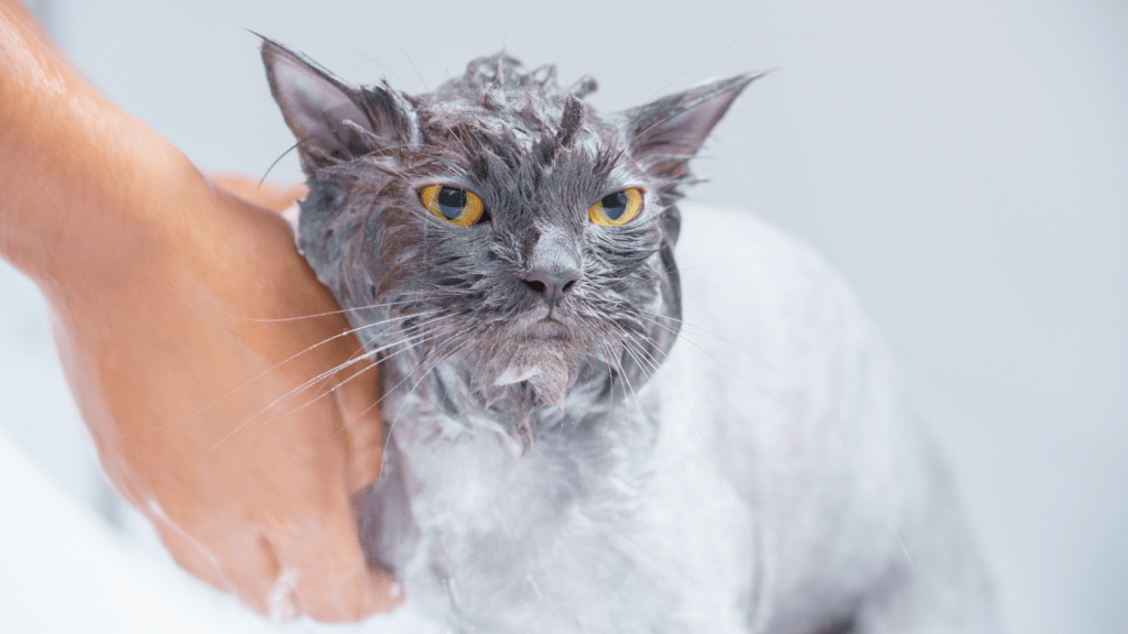 a gray cat being washed in a bathtub