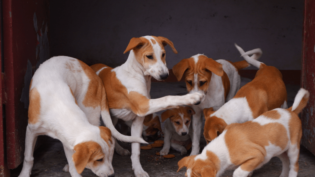 a group of dogs sitting in a circle on the grass