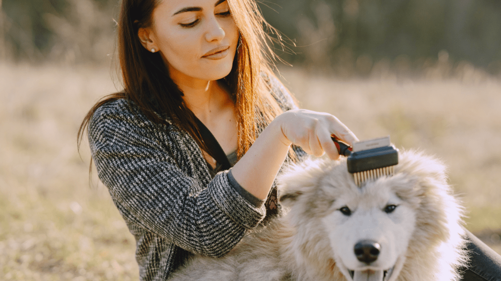 a person combing the hair of a white dog