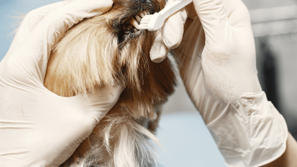 a person is brushing the teeth of a dog