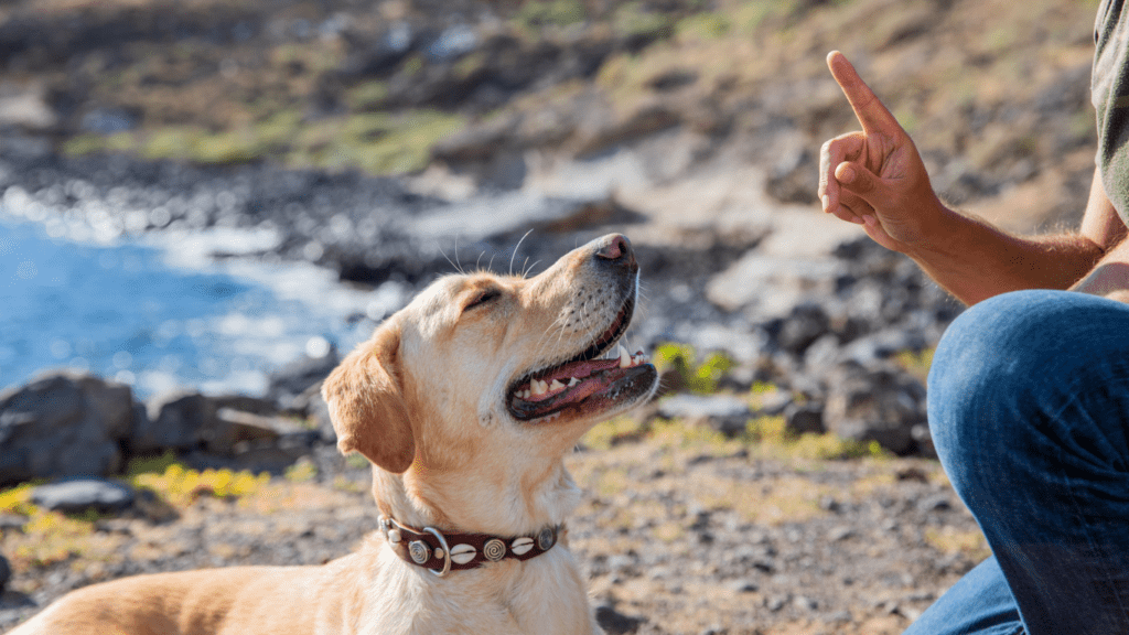 a person is playing with a dog on a dirt road