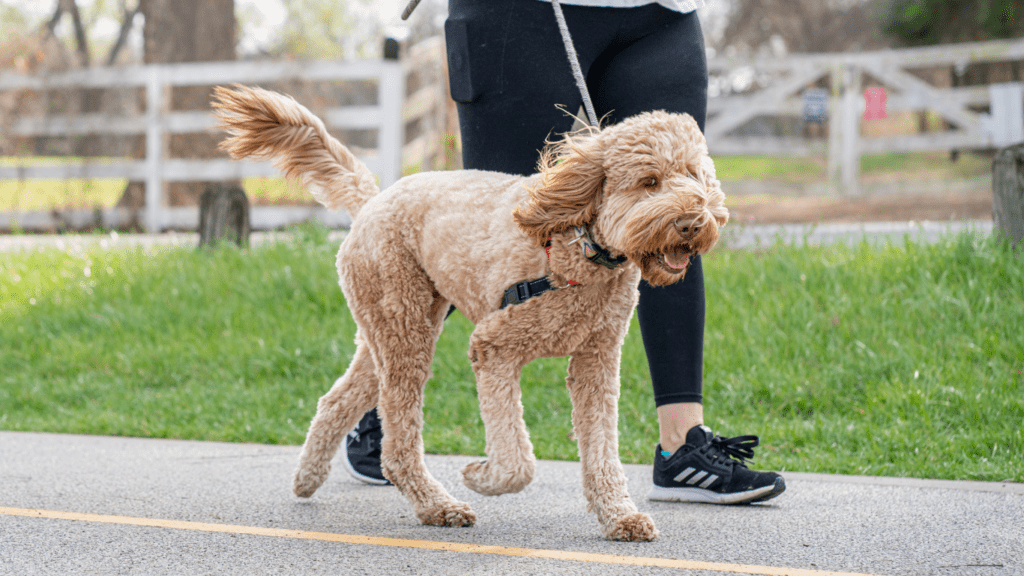 a person walking a dog on a leash