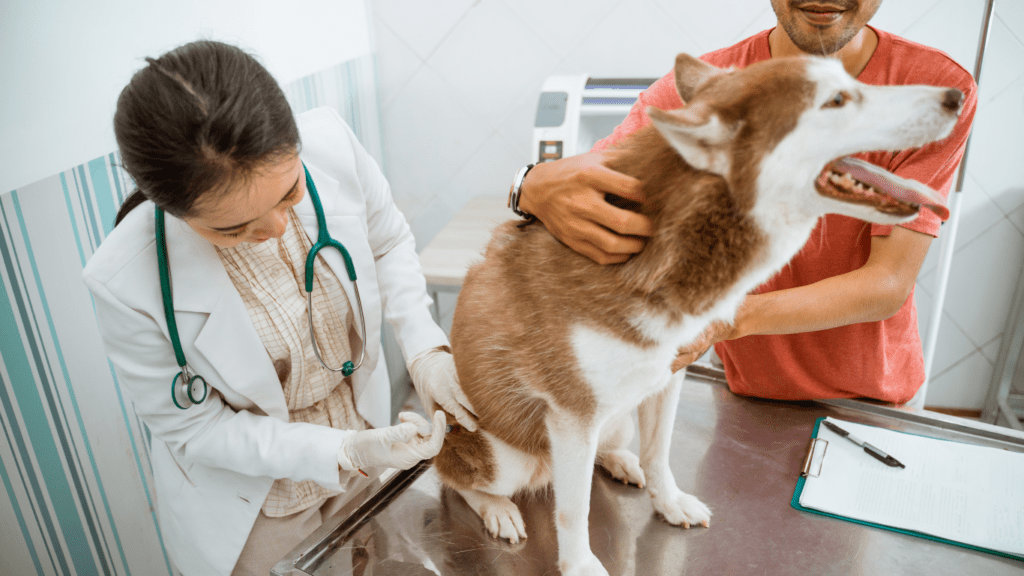 a person with a dog in the vet office