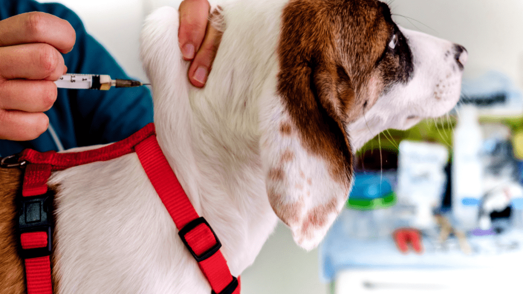 a pet being given an injection by a vet