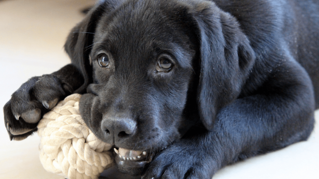 a puppy playing with a colorful toy