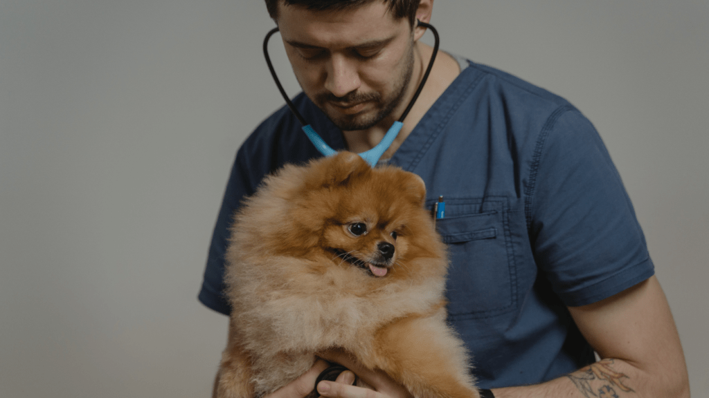 a vet examining a dog with a stethoscope